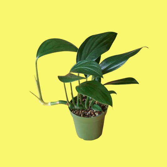 RHAPHIDOPHORA DECURSIVA “DRAGON TAIL”
