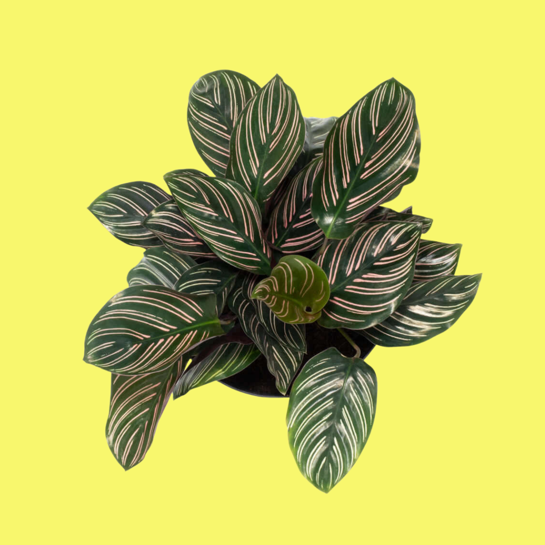 CALATHEA ORNATA “PINK PINSTRIPE”