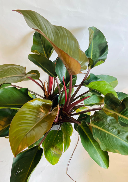 PHILODENDRON "RED CONGO"