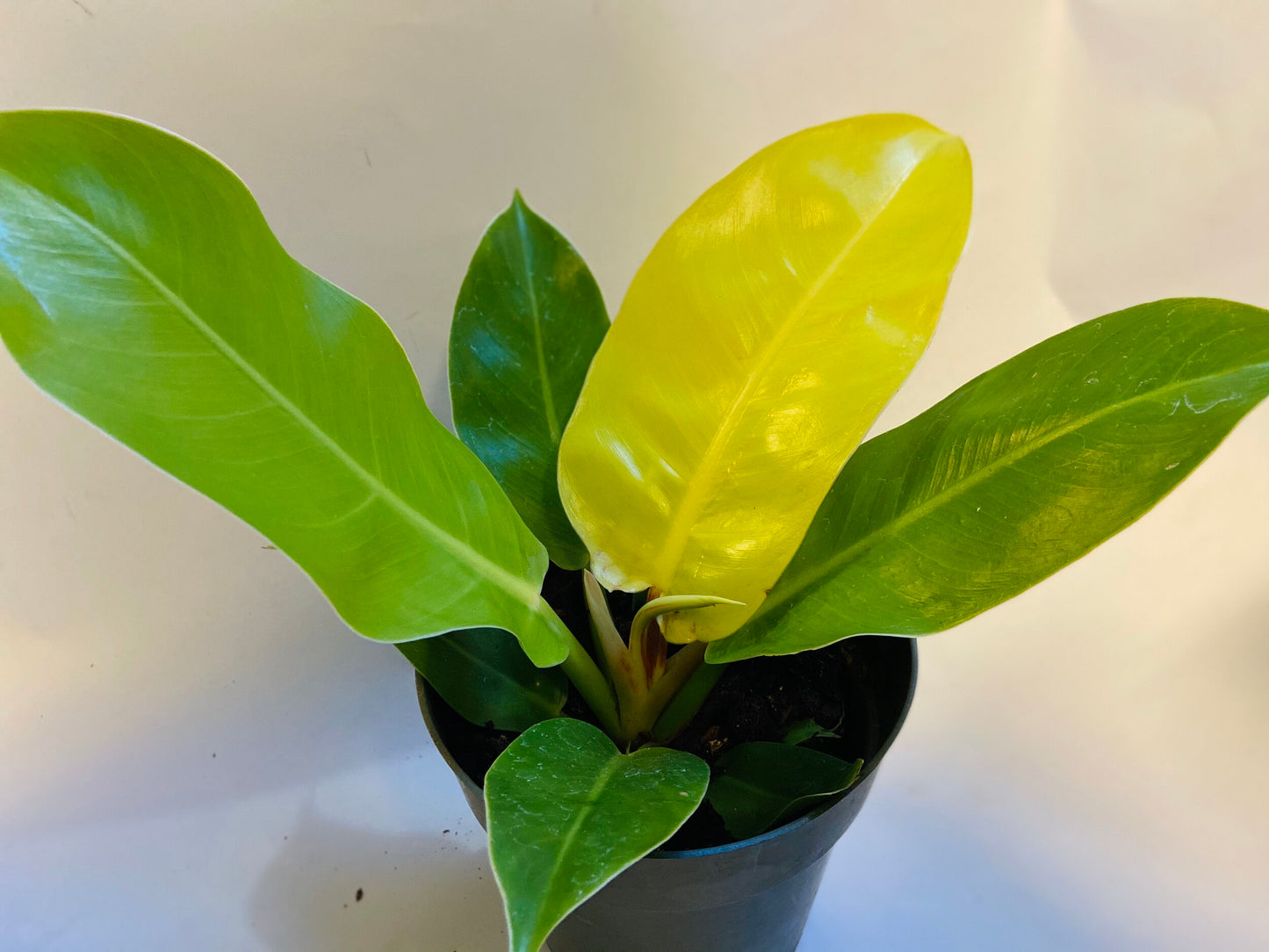 PHILODENDRON "MOONLIGHT"