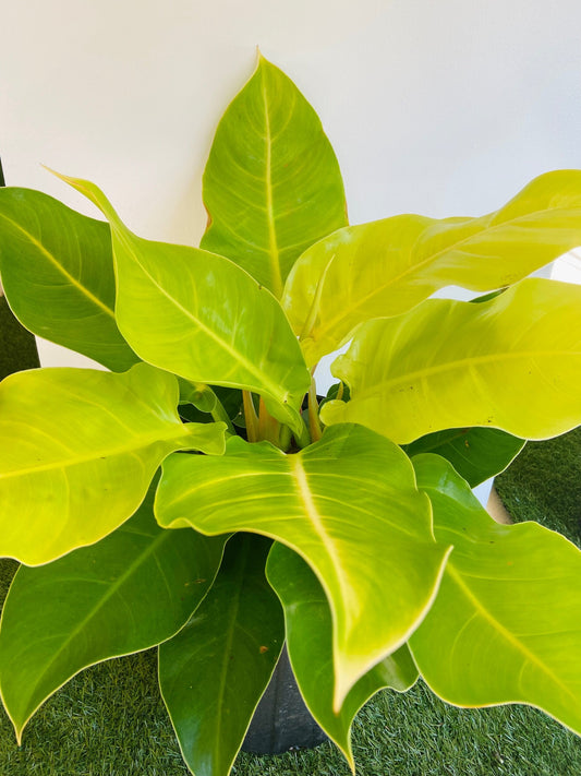 PHILODENDRON "MOONLIGHT" - LARGE