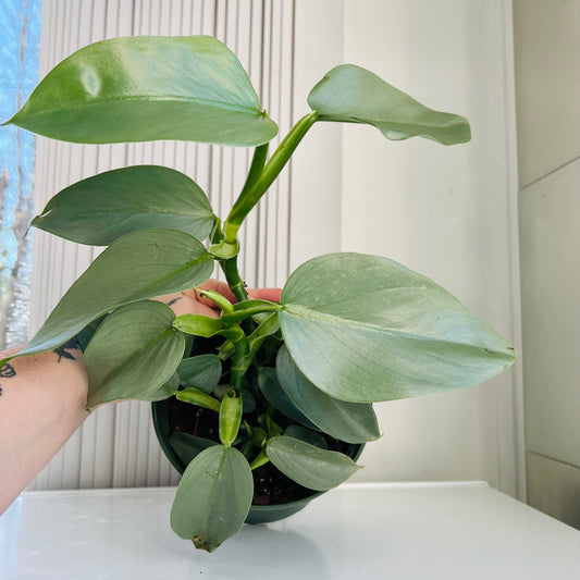 PHILODENDRON "SILVER SWORD"