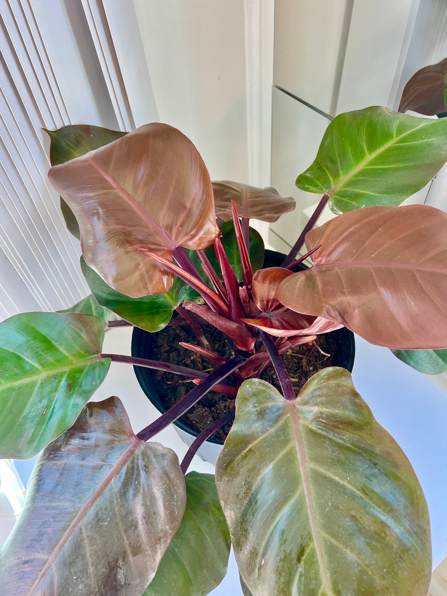 PHILODENDRON “MCCOLLEY’S FINALE“ - LARGE