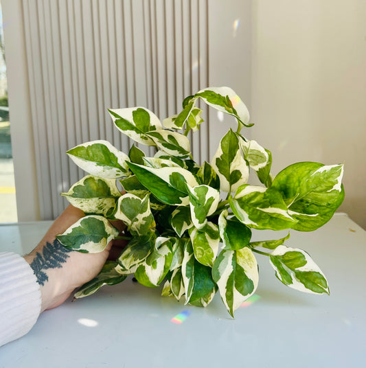 POTHOS 'PEARLS AND JADE'
