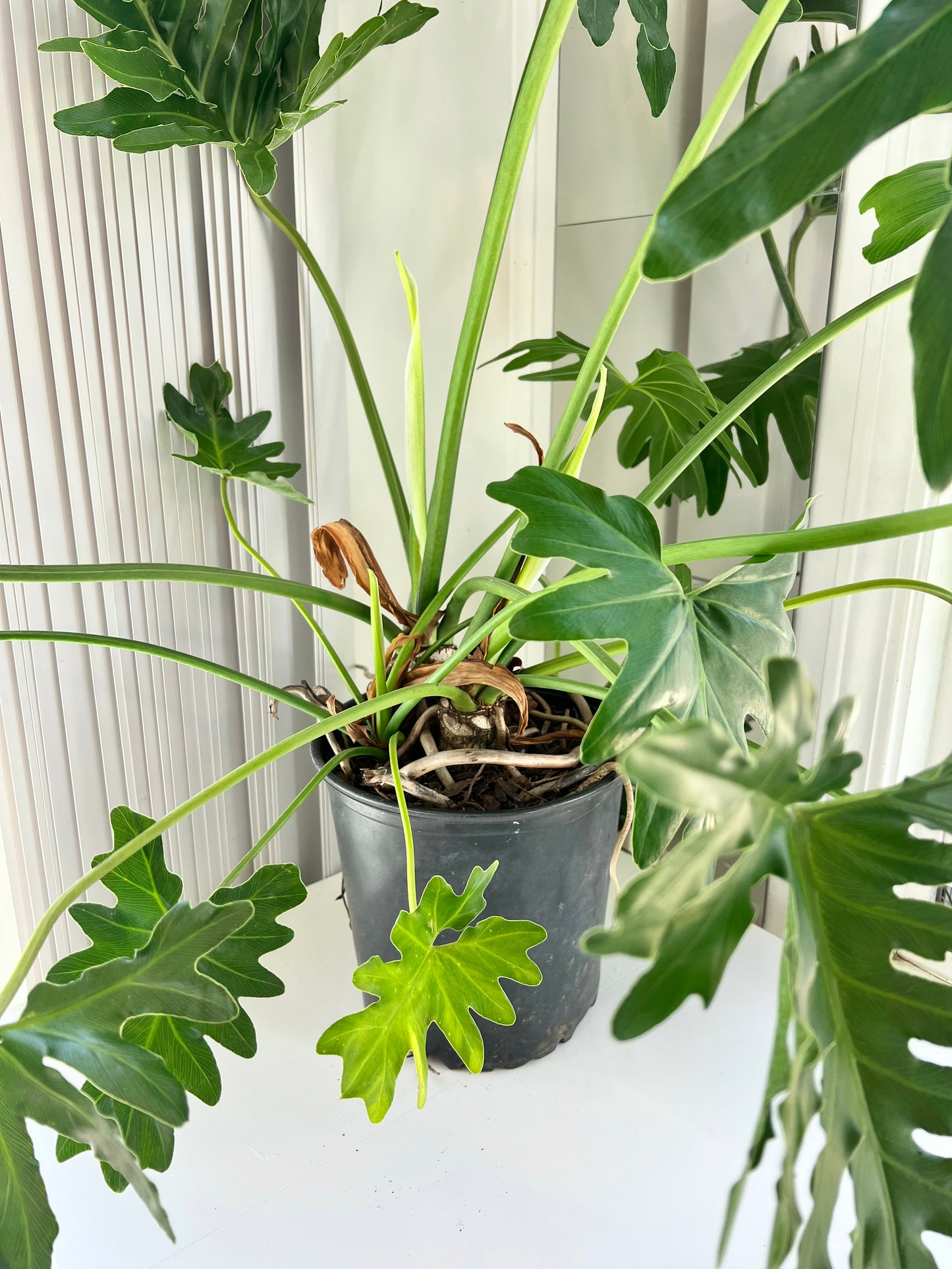 PHILODENDRON SELLOUM - LARGE