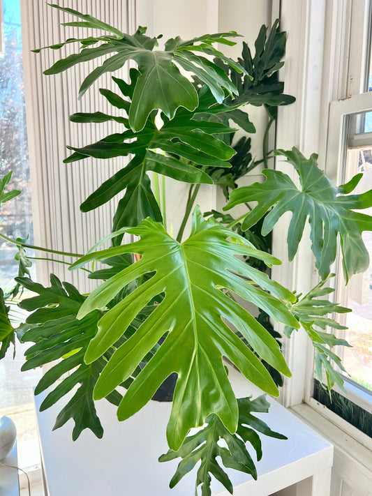 PHILODENDRON SELLOUM - LARGE