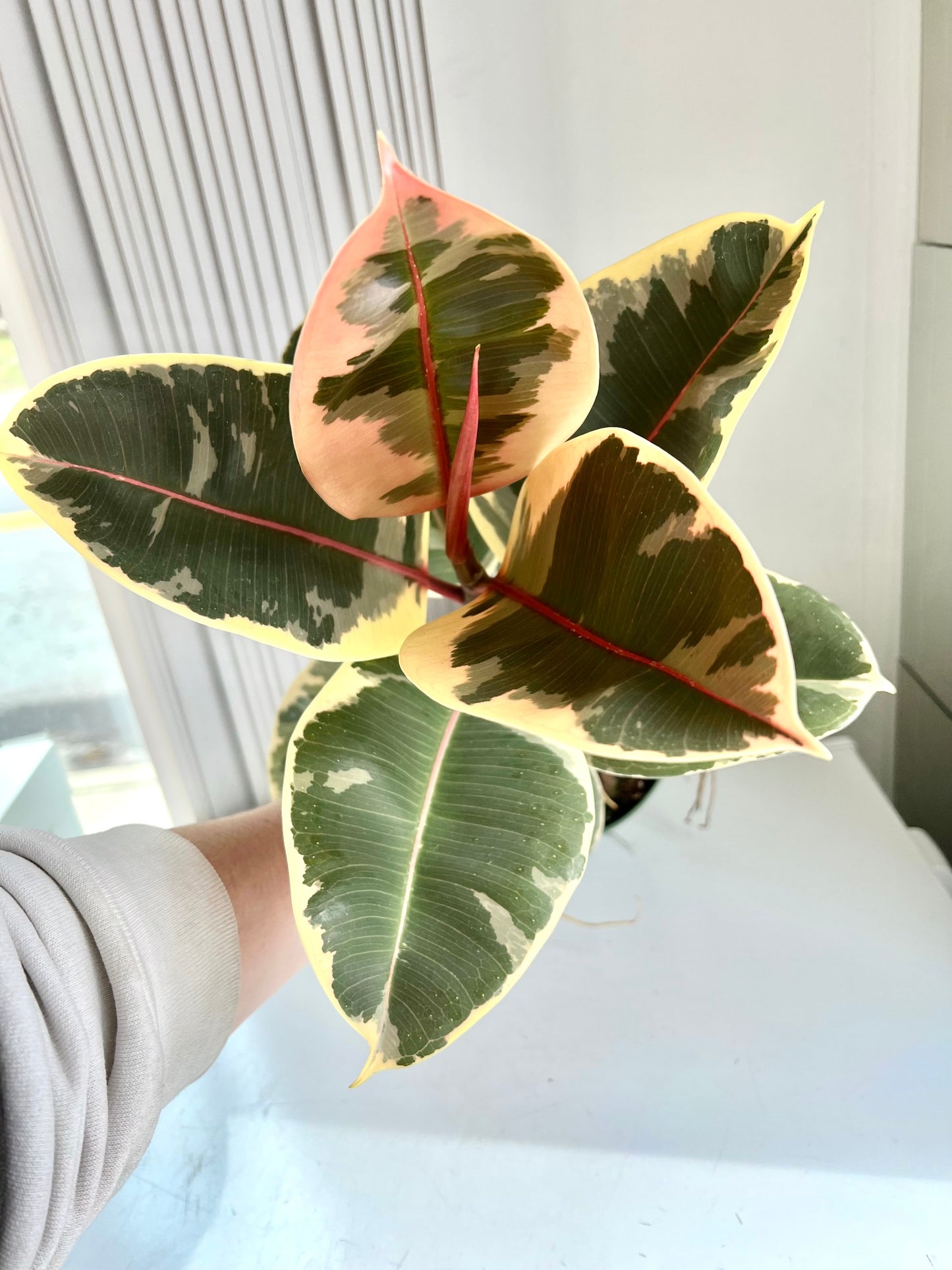 FICUS TINEKE “VARIEGATED RUBBER TREE” - SMALL